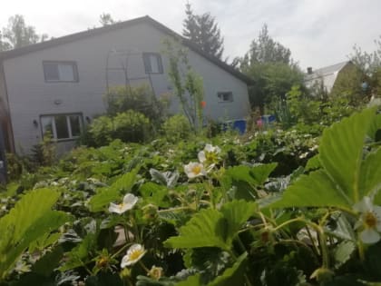 Как бороться с долгоносиком на клубнике, посоветовали опытные садоводы