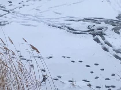 Челябинцам напоминают, что выход на лед пока категорически запрещен