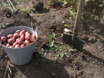 Почему картофель не цветет: садоводы переживают за урожай