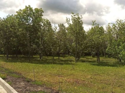 Сила Карталов — деревья