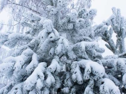 В гостях у Морозко