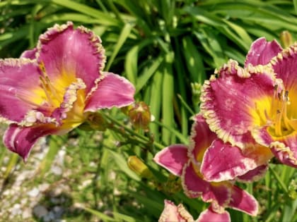 Гидрометцентр выяснил, задержится ли в Челябинской области 28-градусное тепло после окончания дождей