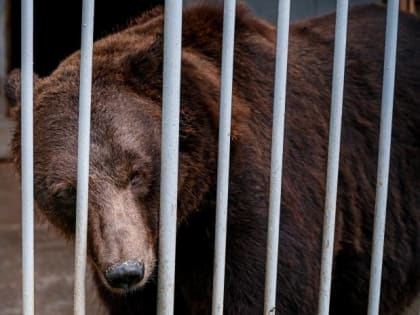 В зоопарке Челябинска выяснили причину смерти медведицы