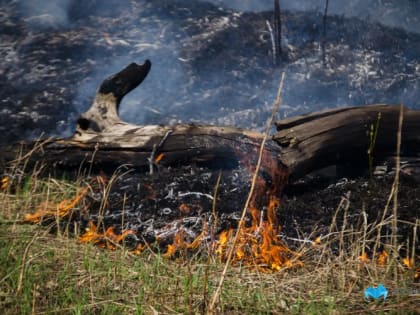 Магнитогорцам напомнили о запрете на поджигание тополиного пуха