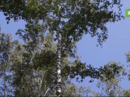 Прически для березки. В парке Тищенко проведут обрезку деревьев