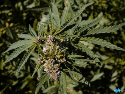 Смерть руками человека: как наркотики влияют на здоровье человека