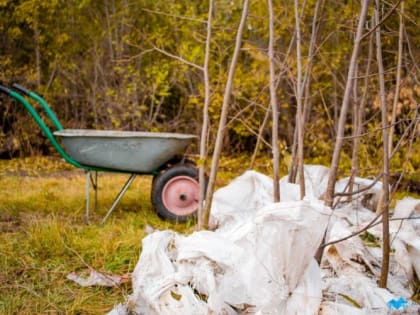 В Магнитогорске приступили к последнему этапу озеленения