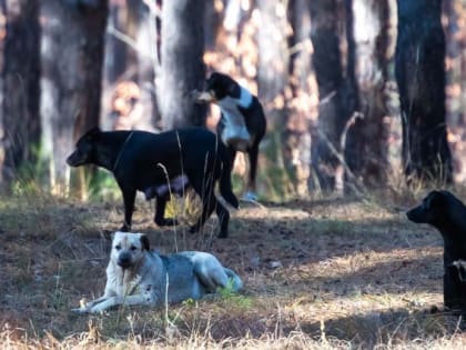 Челябинцы жалуются на стаю собак в городском бору