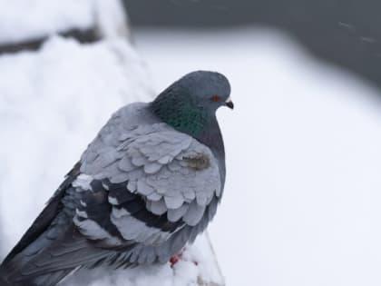 В Челябинской области ожидается похолодание и сильный ветер