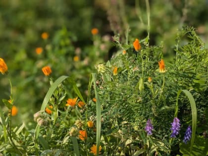 Прогноз погоды для Челябинской области на 24 августа