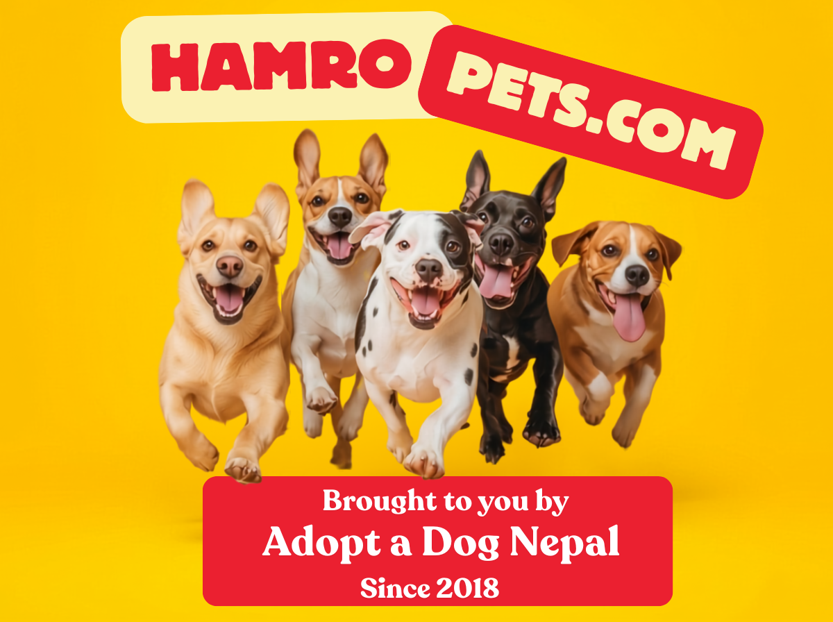 HamroPets — Nepal First Pet Platform