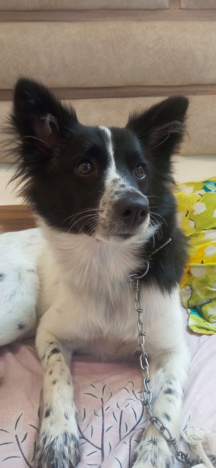 Bella/puntu