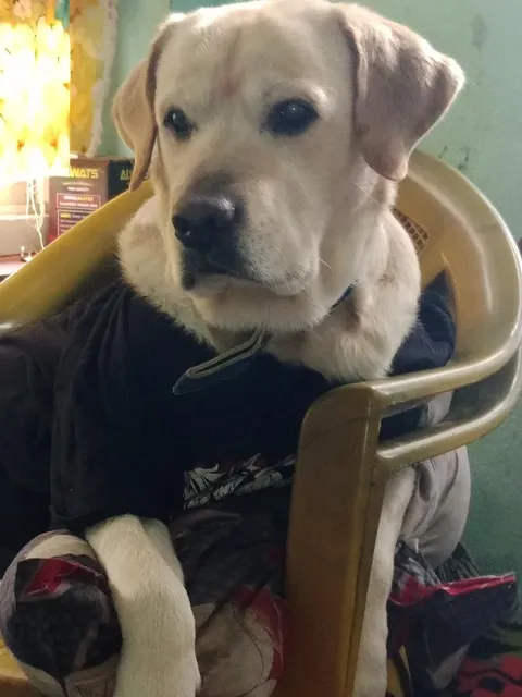 Bruno(motu)