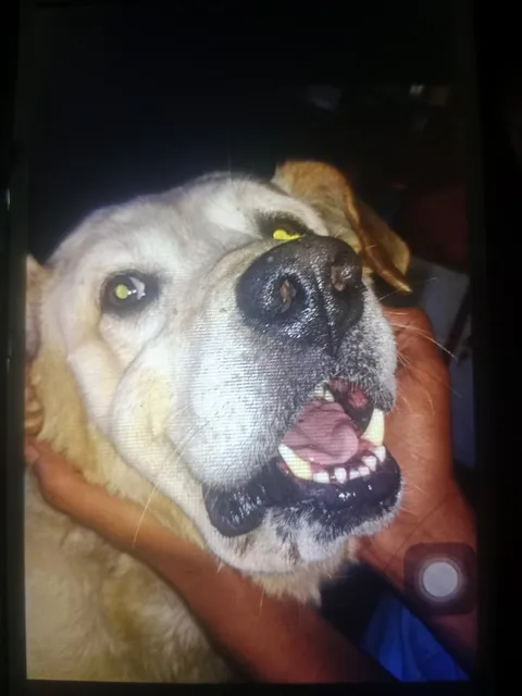 Bruno(motu) 2