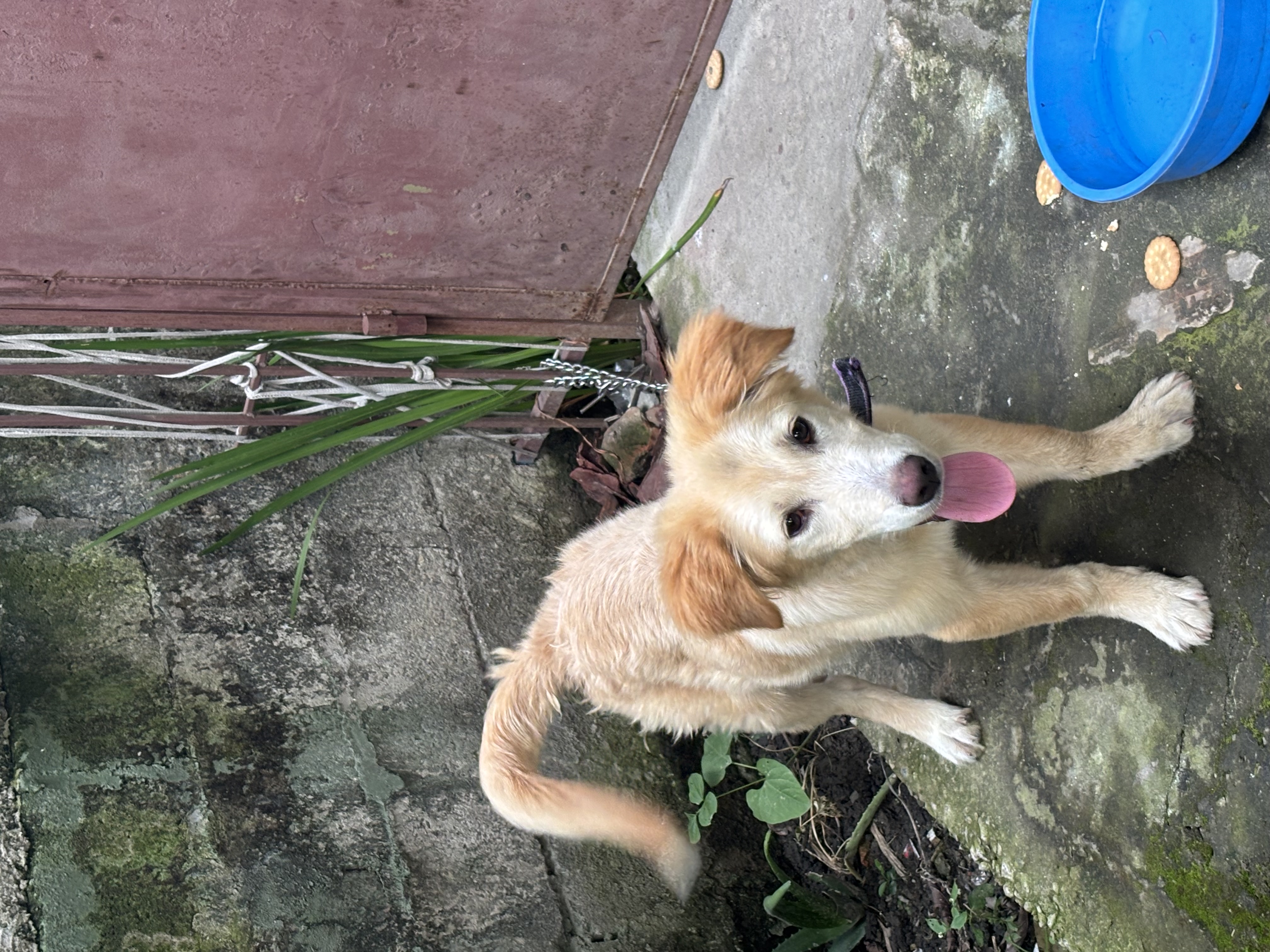 coco