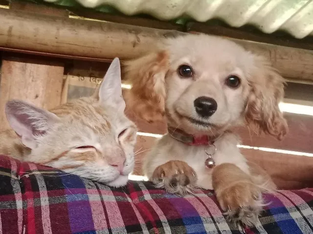 Meow