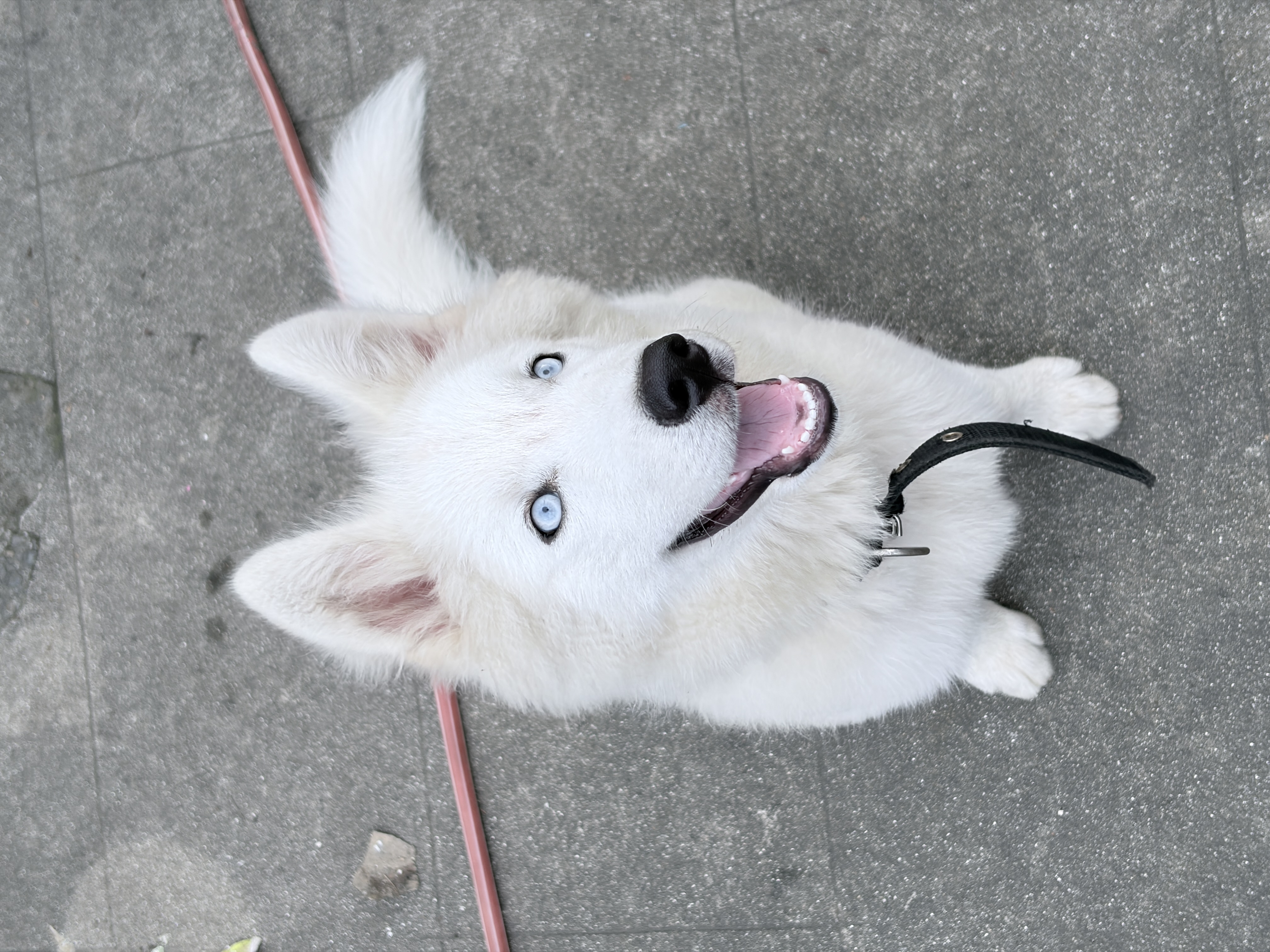 Zeus