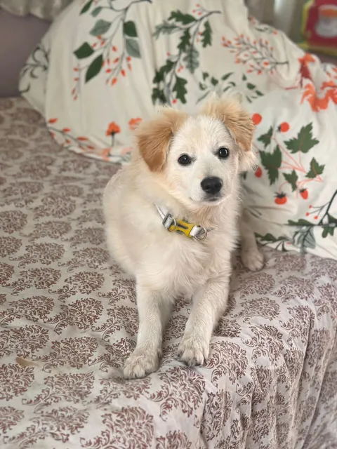 Charlie 2