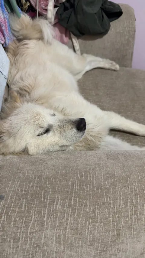 Charlie 3