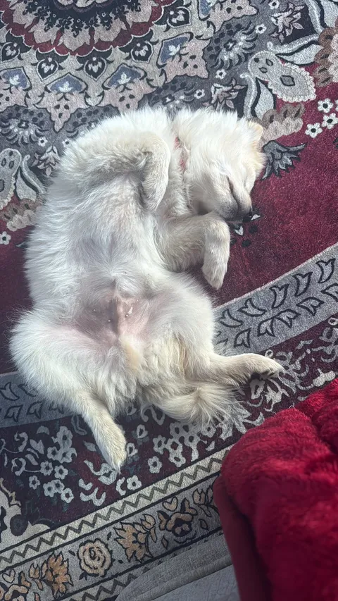 Charlie 4