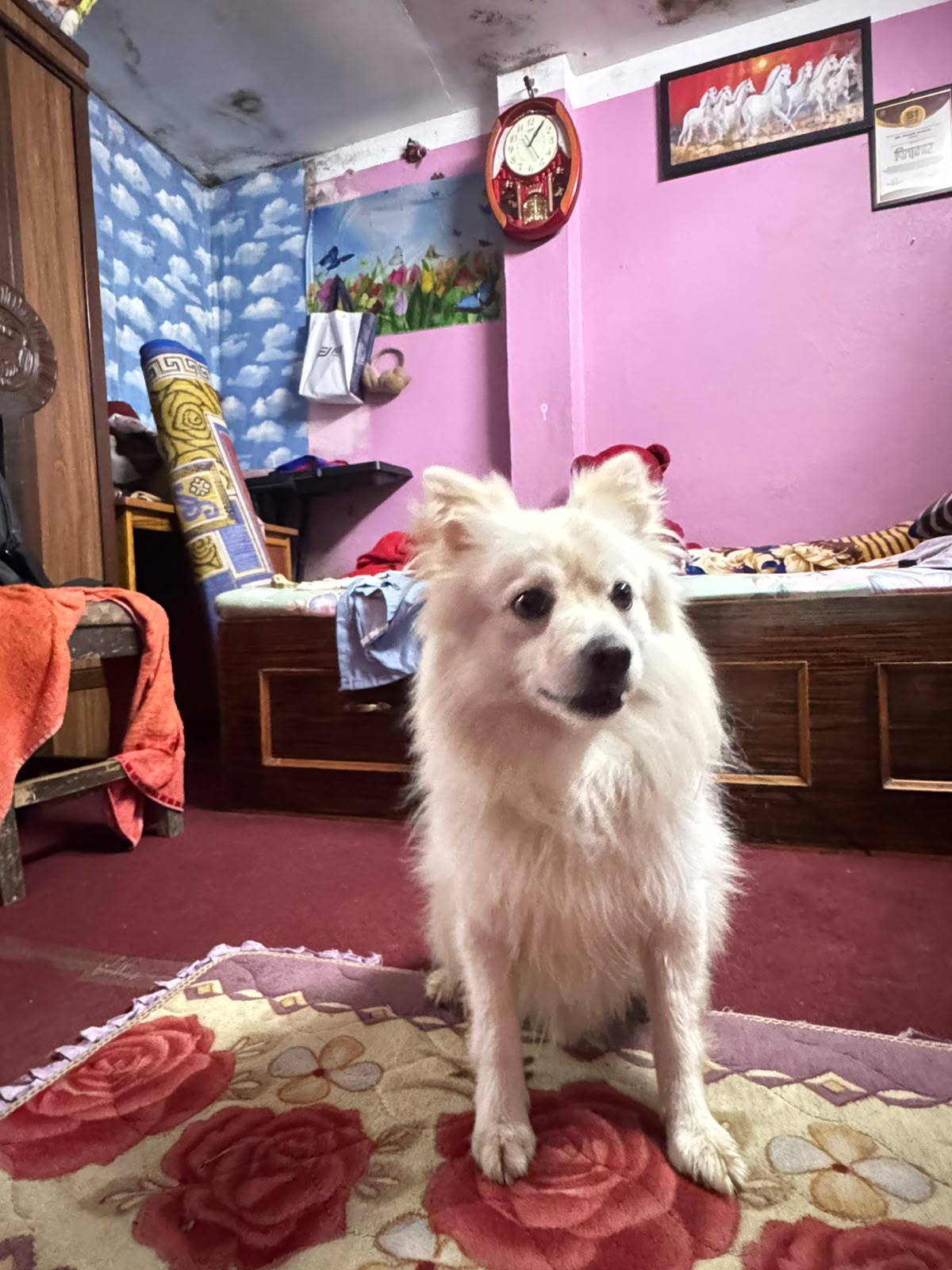 Japanease spitz