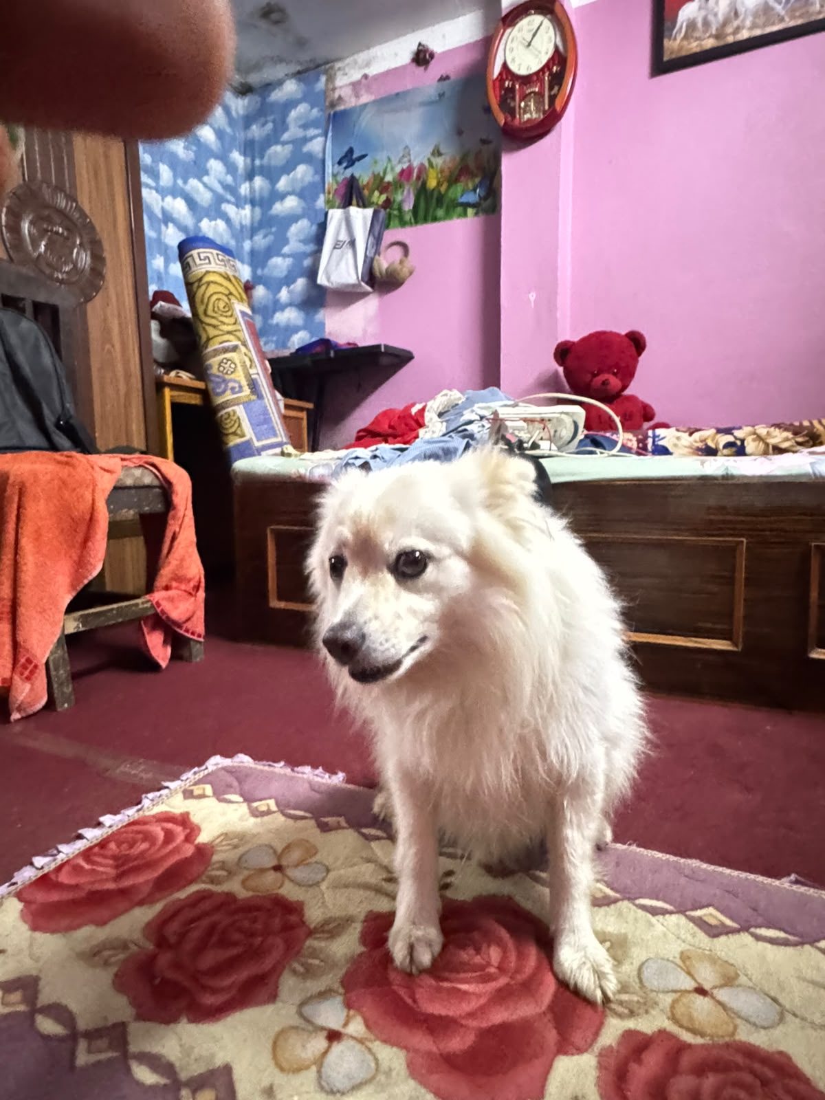 Japanease spitz 2