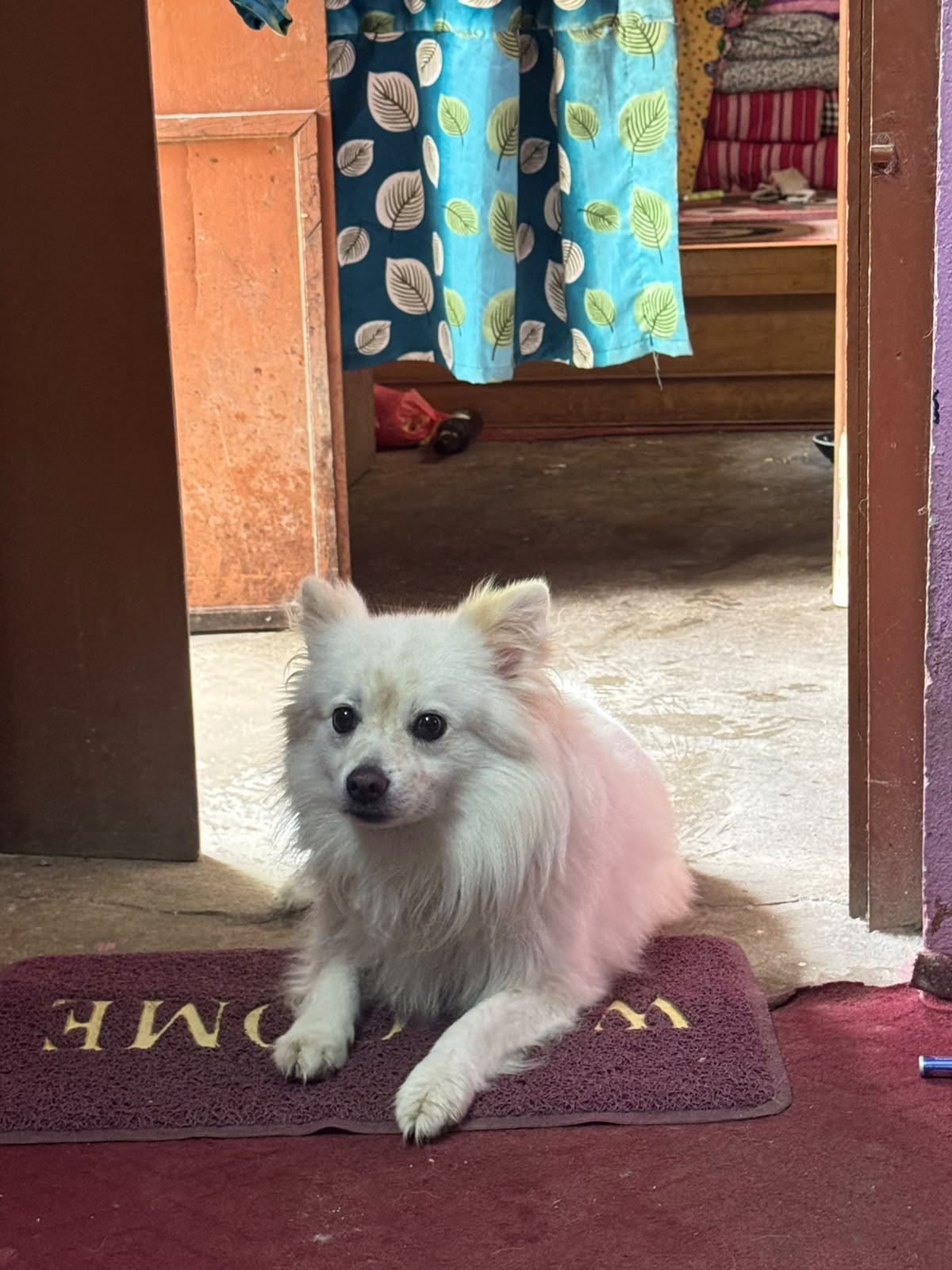 Japanease spitz 3