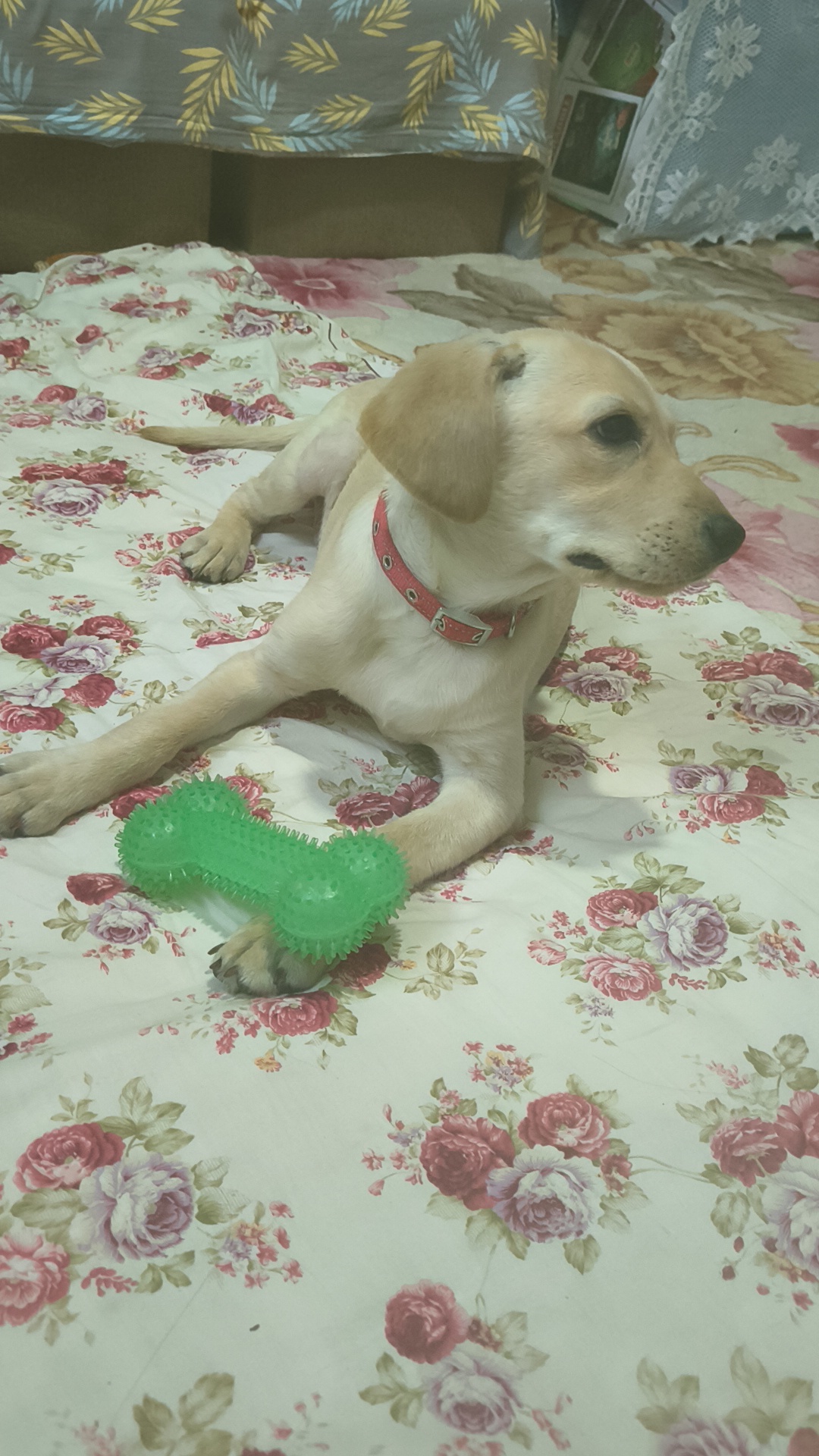 Scooby