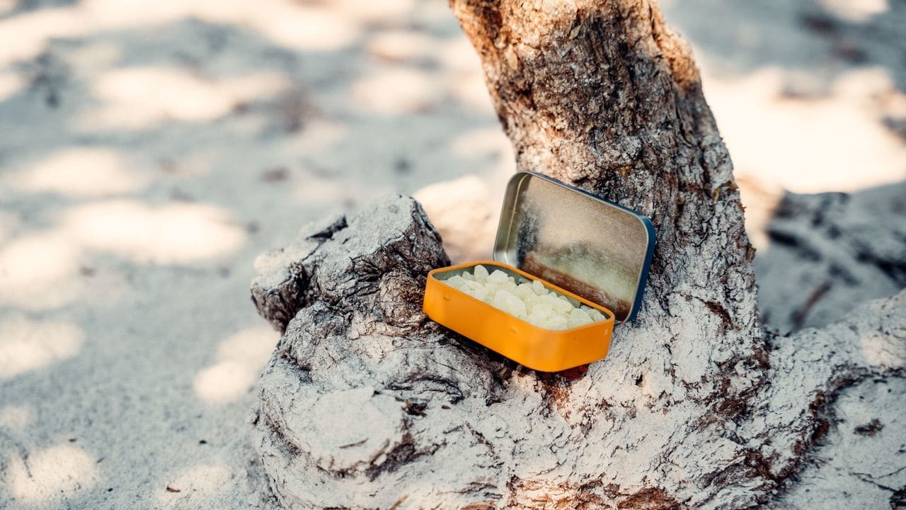 An open Greco Gum tin of mastic resting against the trunk of a mastic tree.