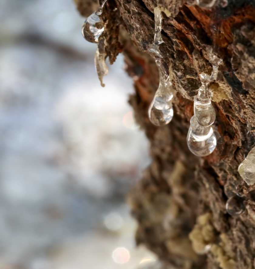 Mastic resin on a tree