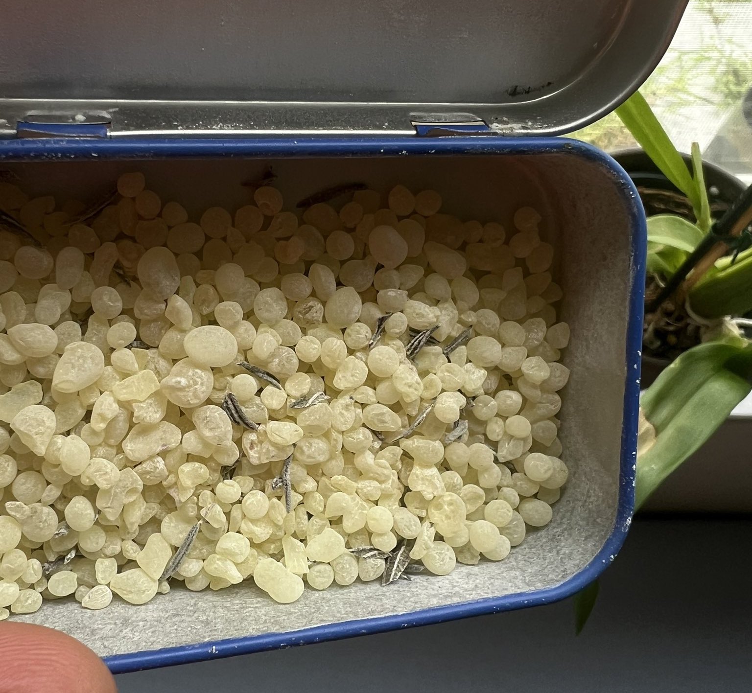 Rosemary mixed in with mastic gum for flavor