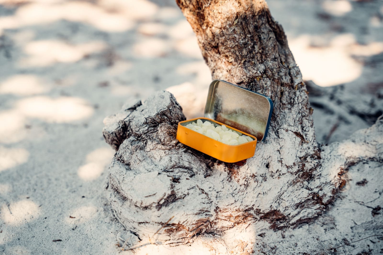 A tin of mastic gum rests on a mastic tree.