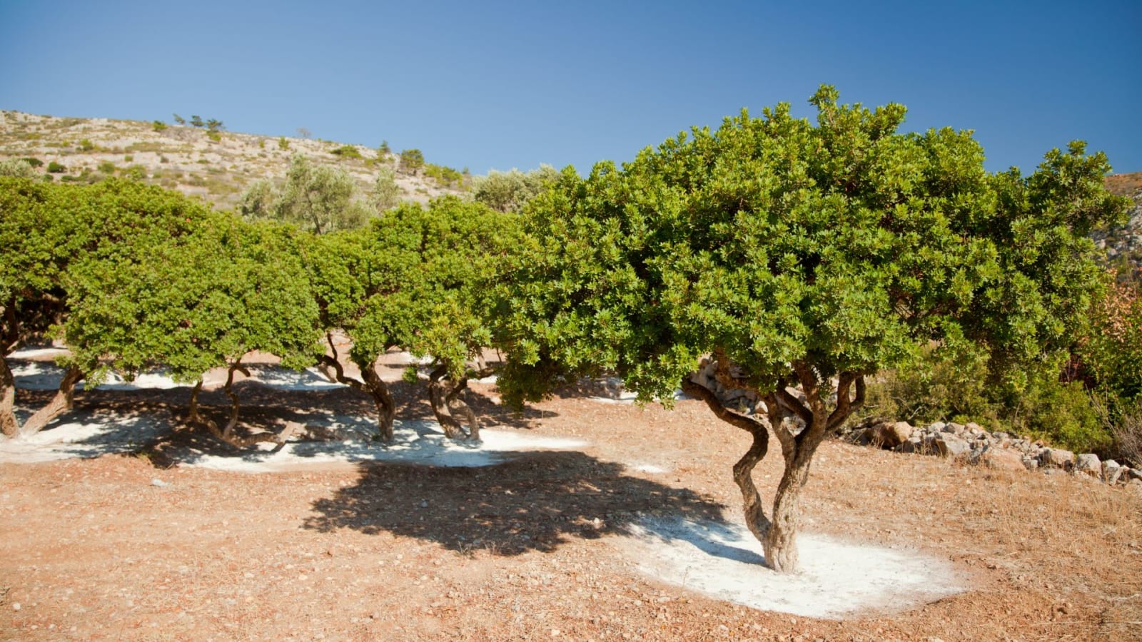 A grove of mastic gum trees with a white rung of mastic gum below them
