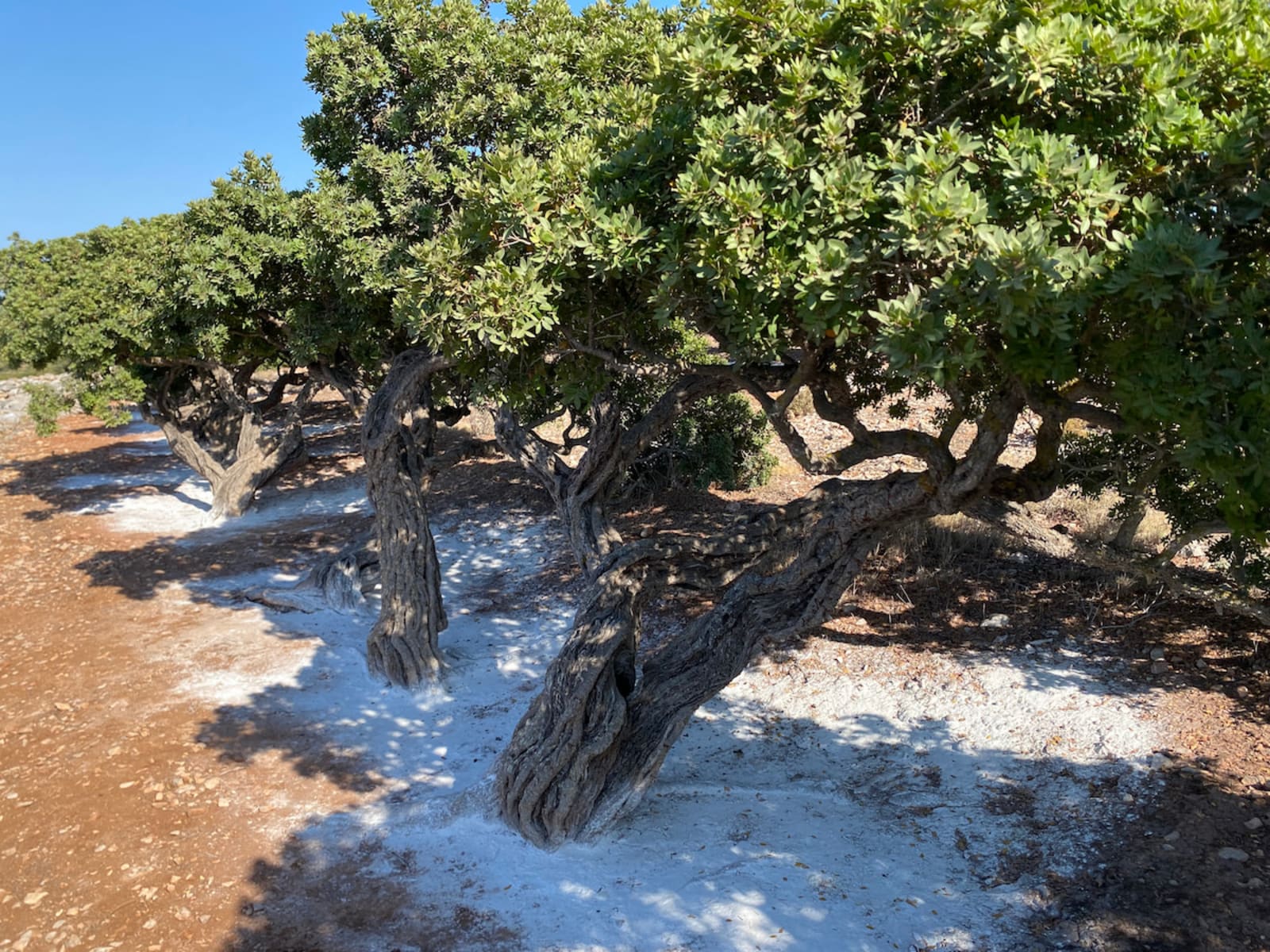 A grove of mastic gum trees with white resin below them