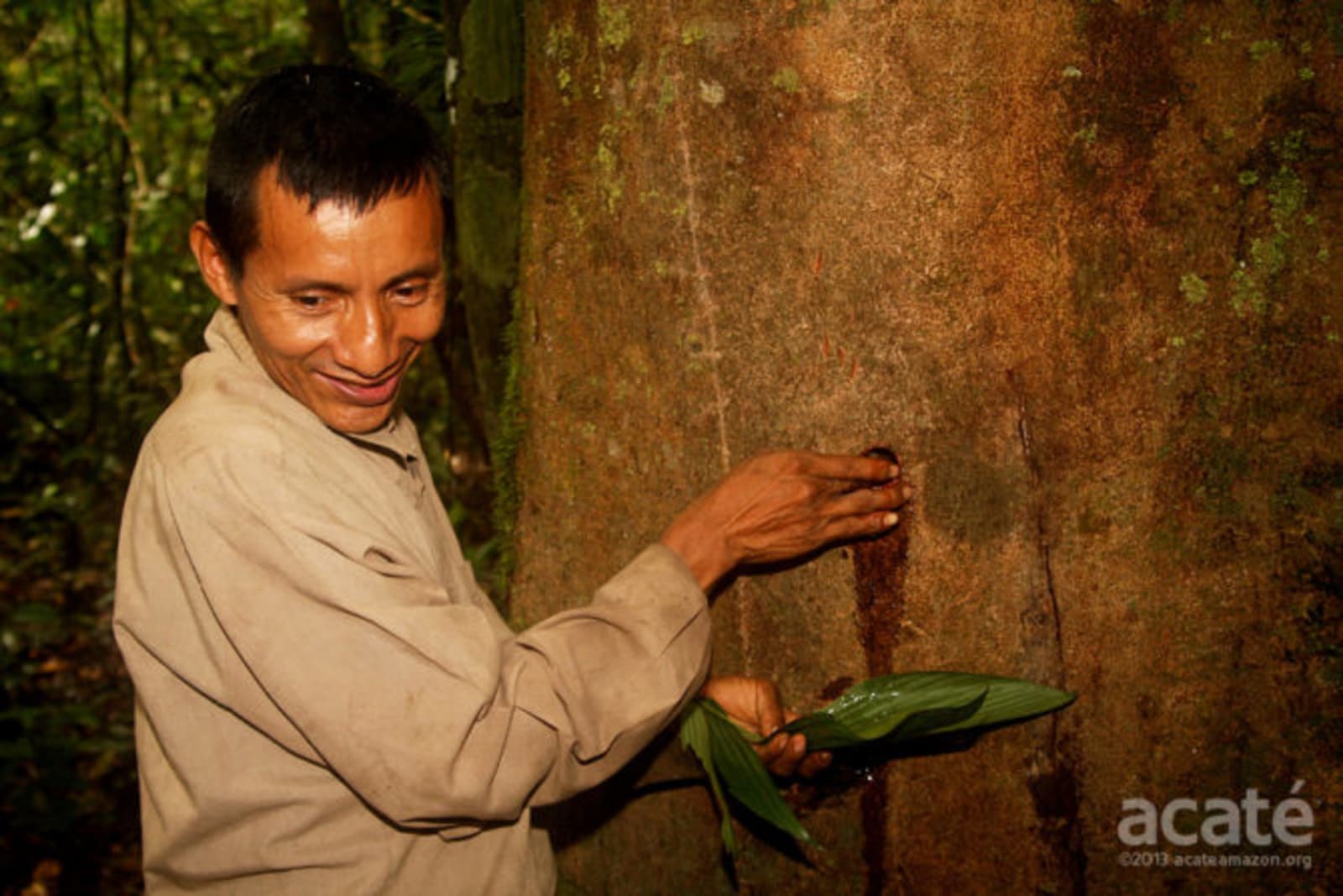Indigenous man harvesting copaiba