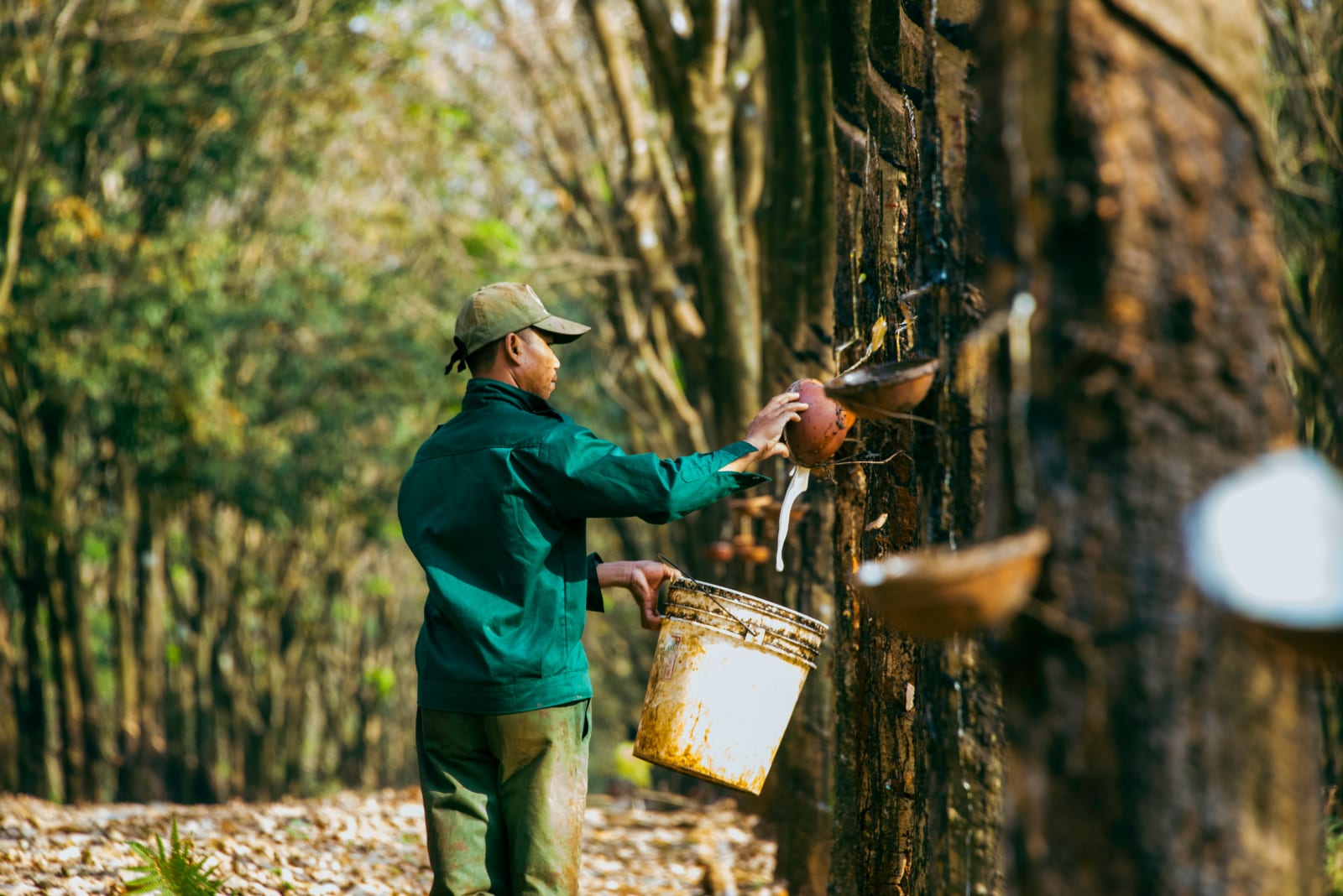 A man harvests resin from a tree.