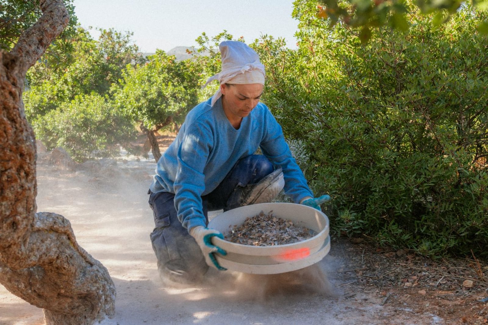 A female mastic gum farmer sifts through leaves and dirt under a mastic tree