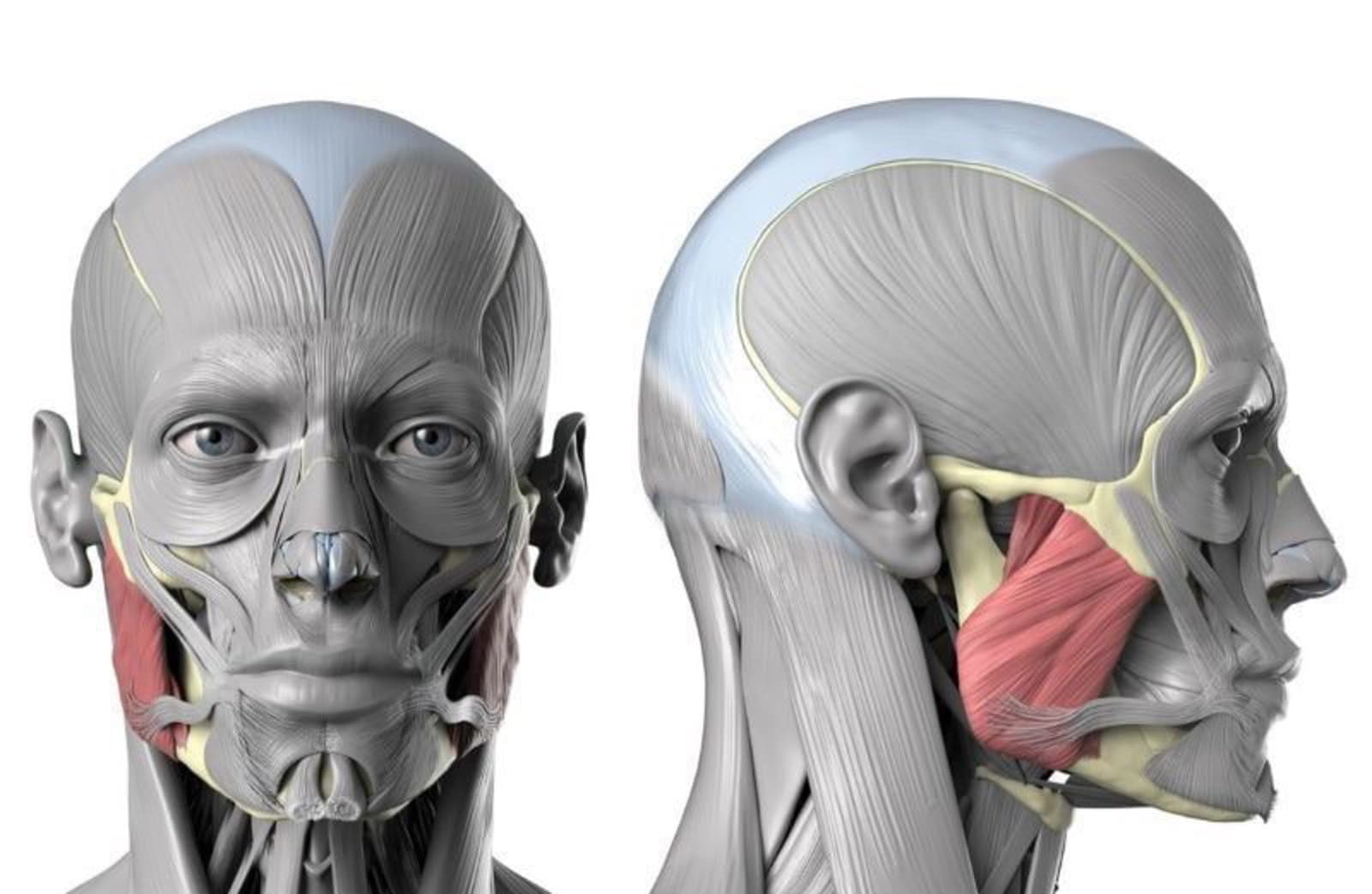 A 3-D model of the face muscles, highlighting the masseter jaw muscles in red