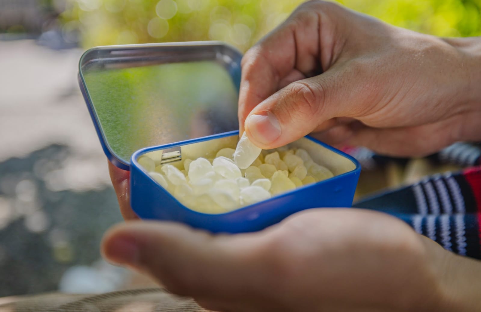 A hand picking out a large mastic gum nugget from a blue Greco Gum tin