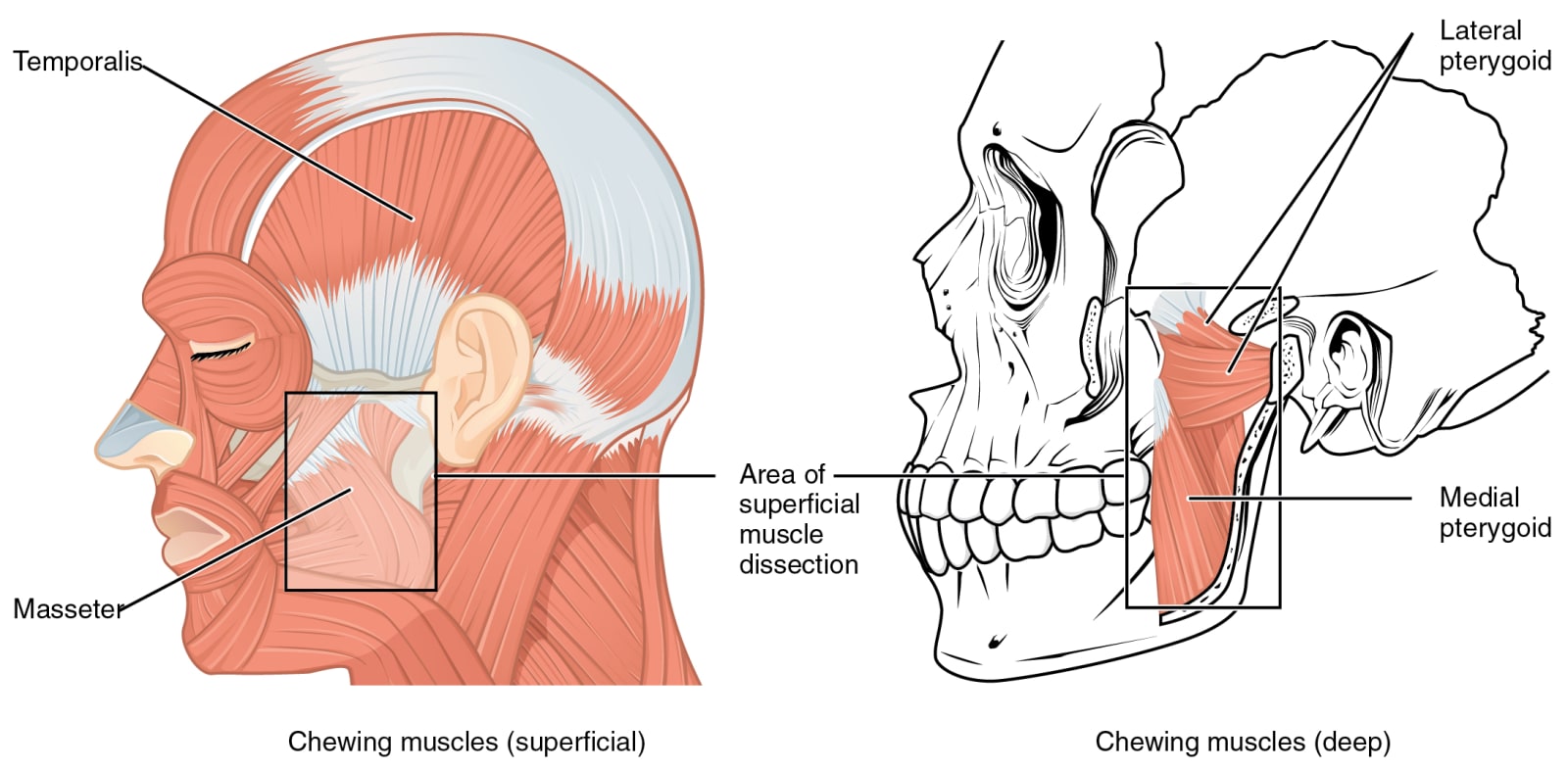 Diagram of muscles used when chewing