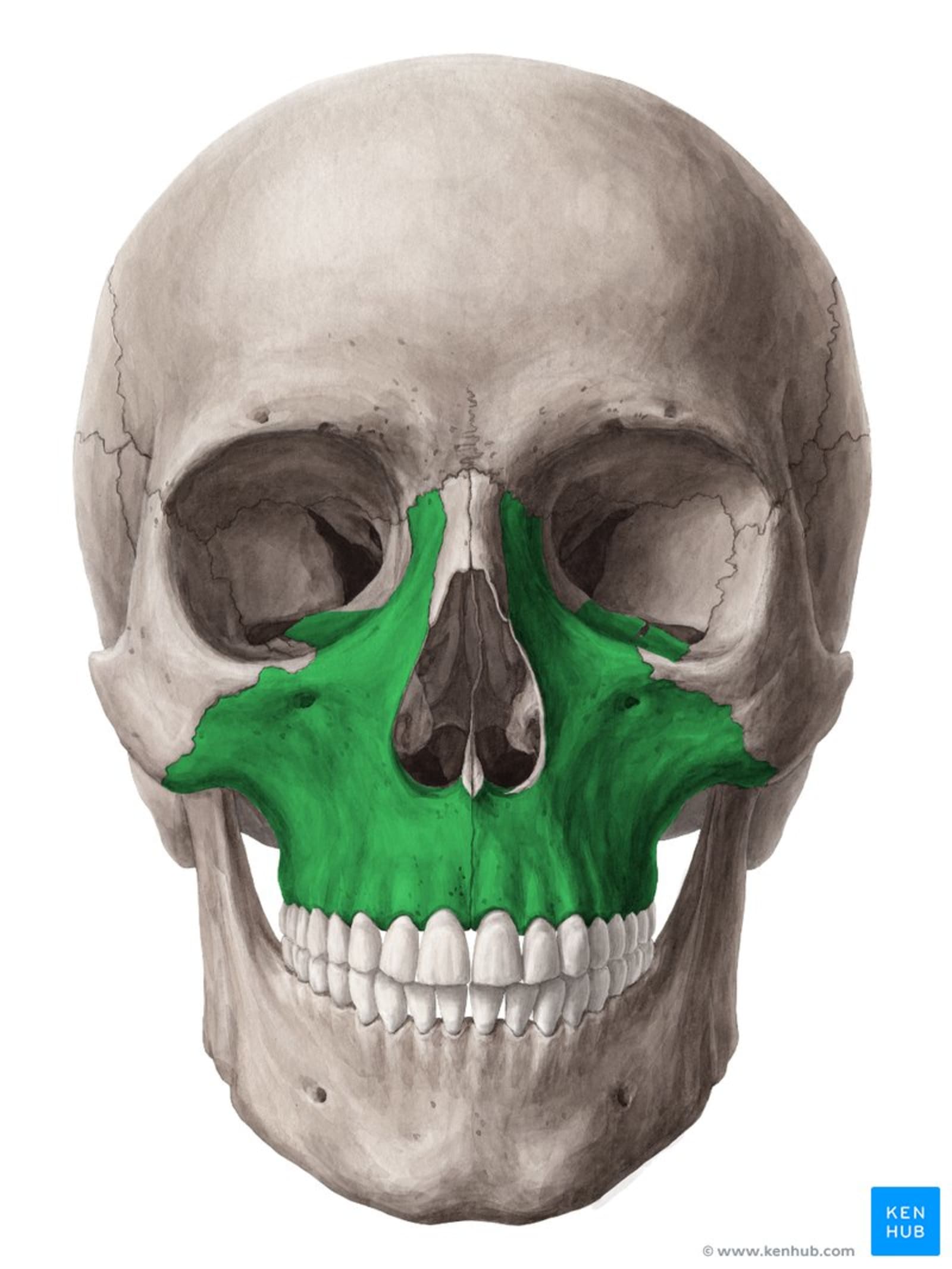 A diagram of a skull, with the maxilla bone highlighted