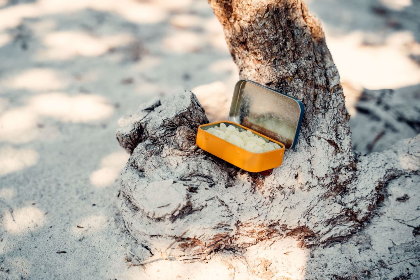An open Greco Gum tin of mastic resting against the trunk of a mastic tree.