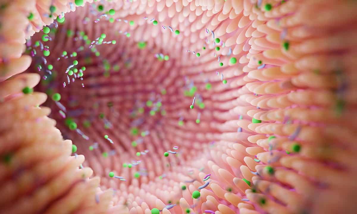 The inner lining of the gut is shown under bright light.