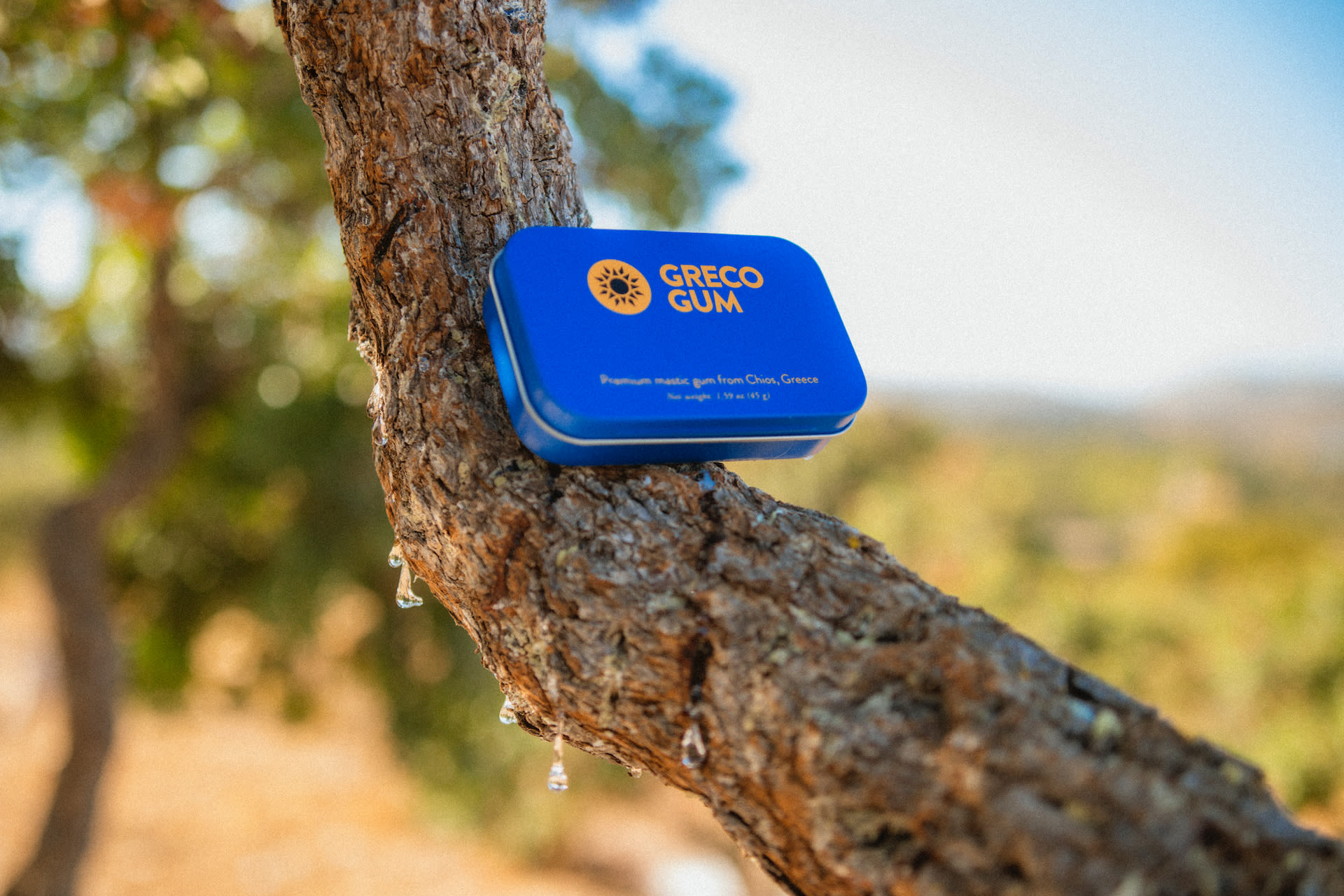 Greco Gum tin on a mastic tree, dripping with resin