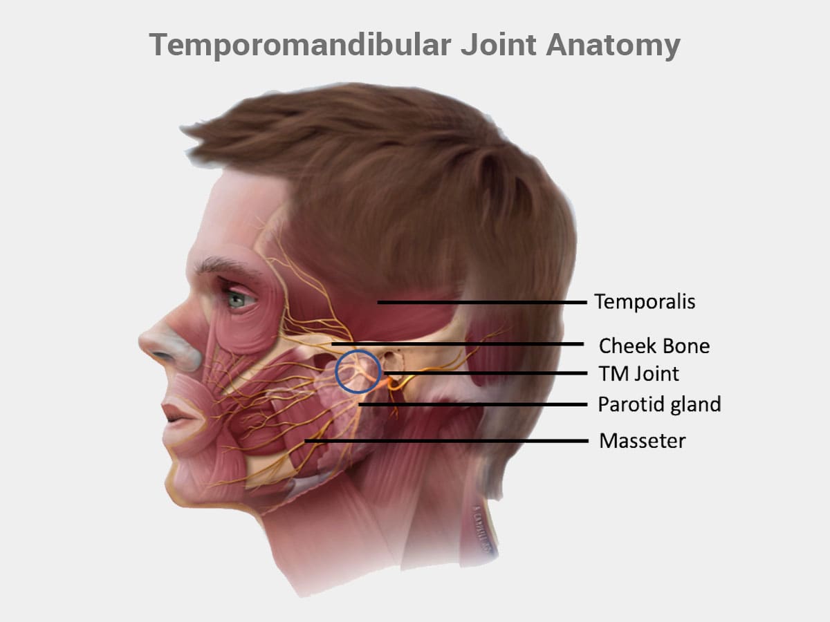 A diagram noting the different bones, muscles, and joints involved in TMJ