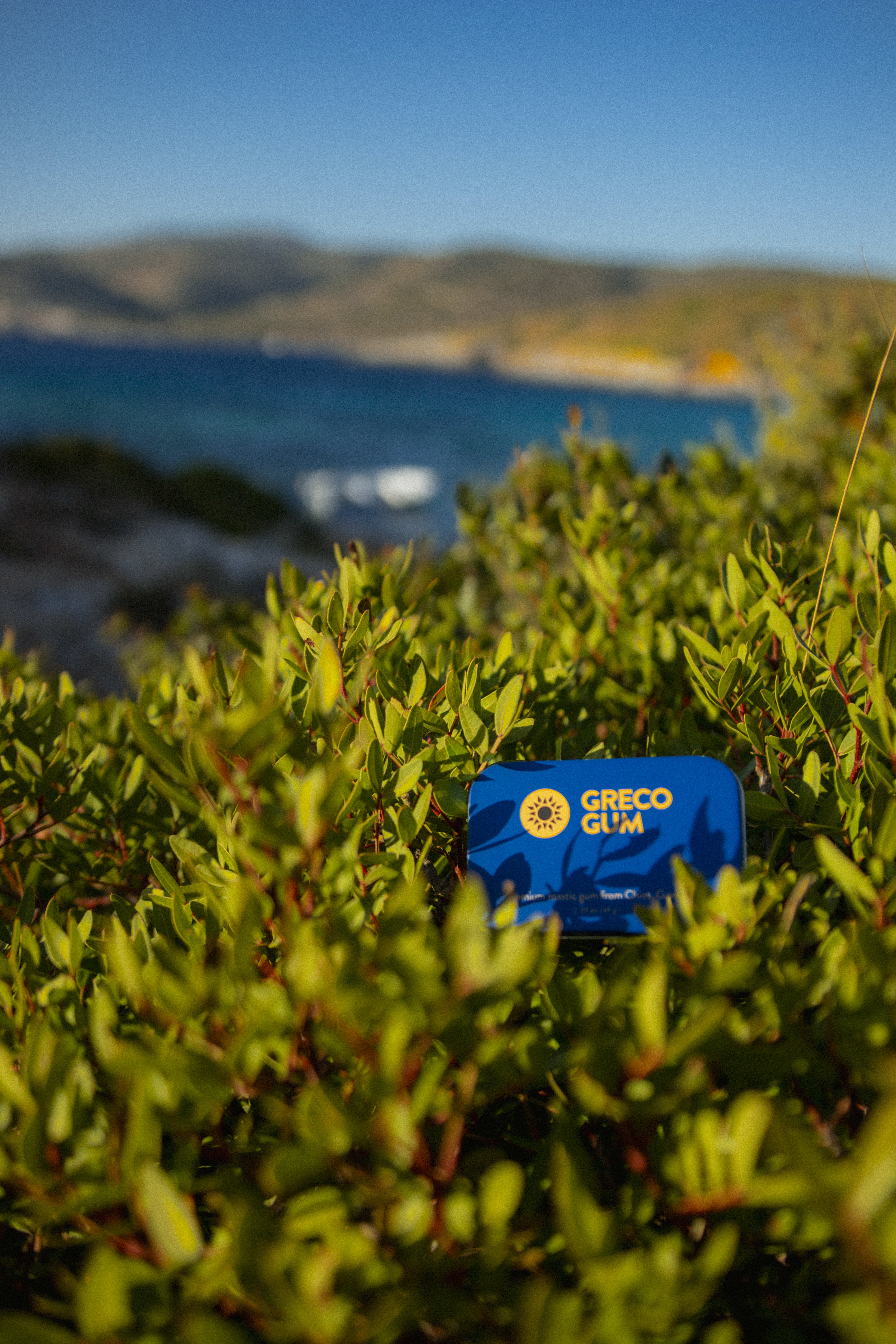 Greco Gum tin surrounded by green plants, with a scenic ocean and mountain landscape in the background.