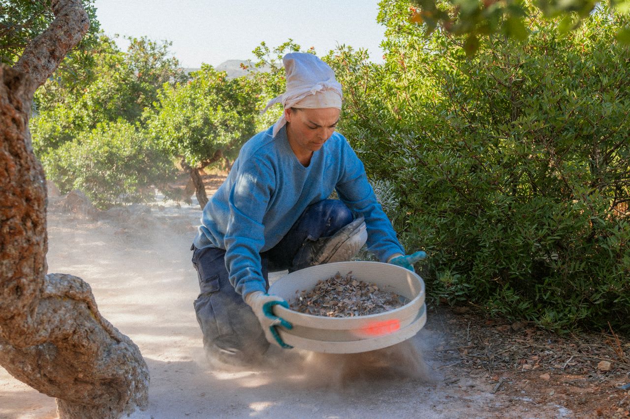A female mastic gum farmer sifts through leaves and dirt under a mastic tree