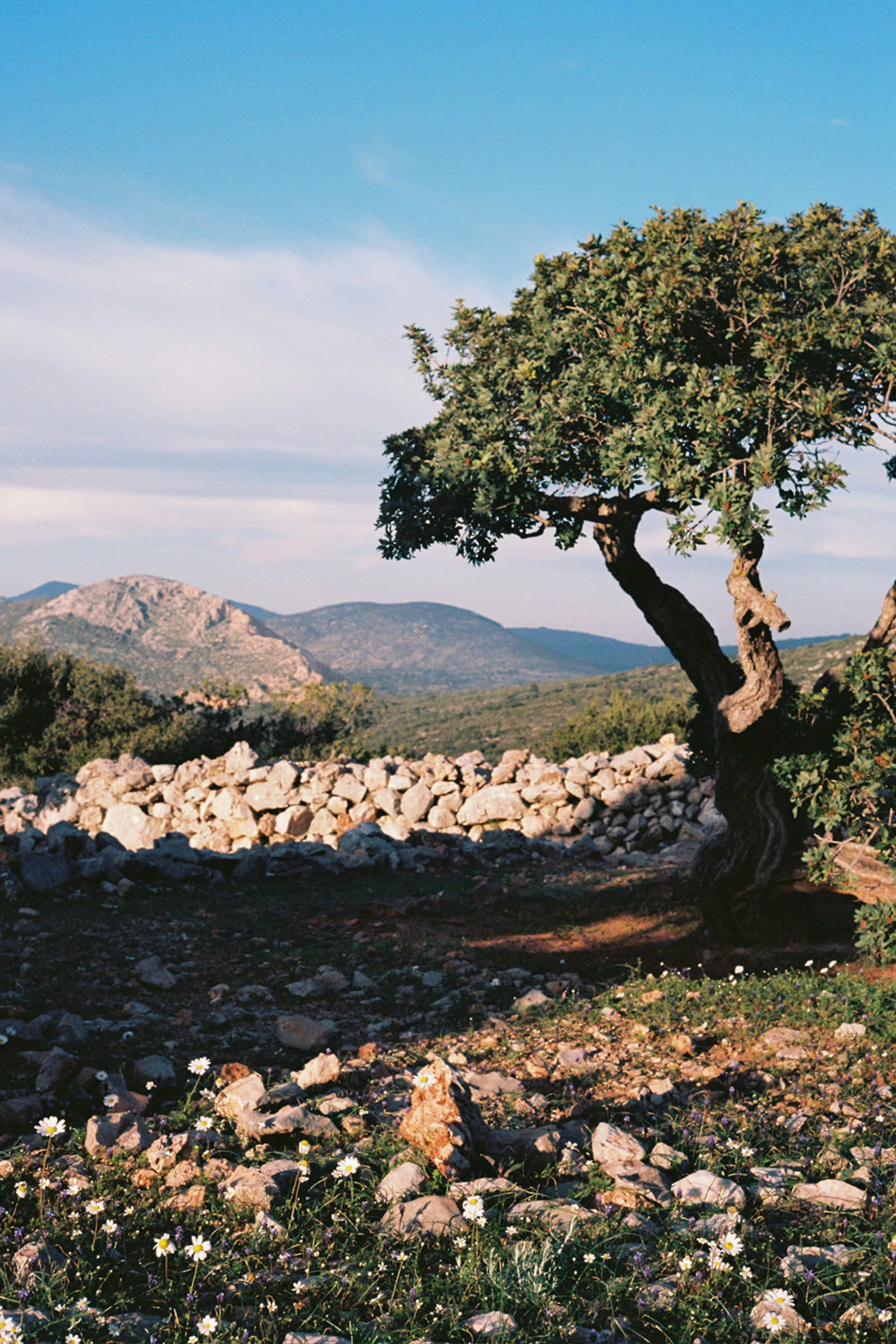 A grove of mastic trees in the mastichochoria of southern Chios