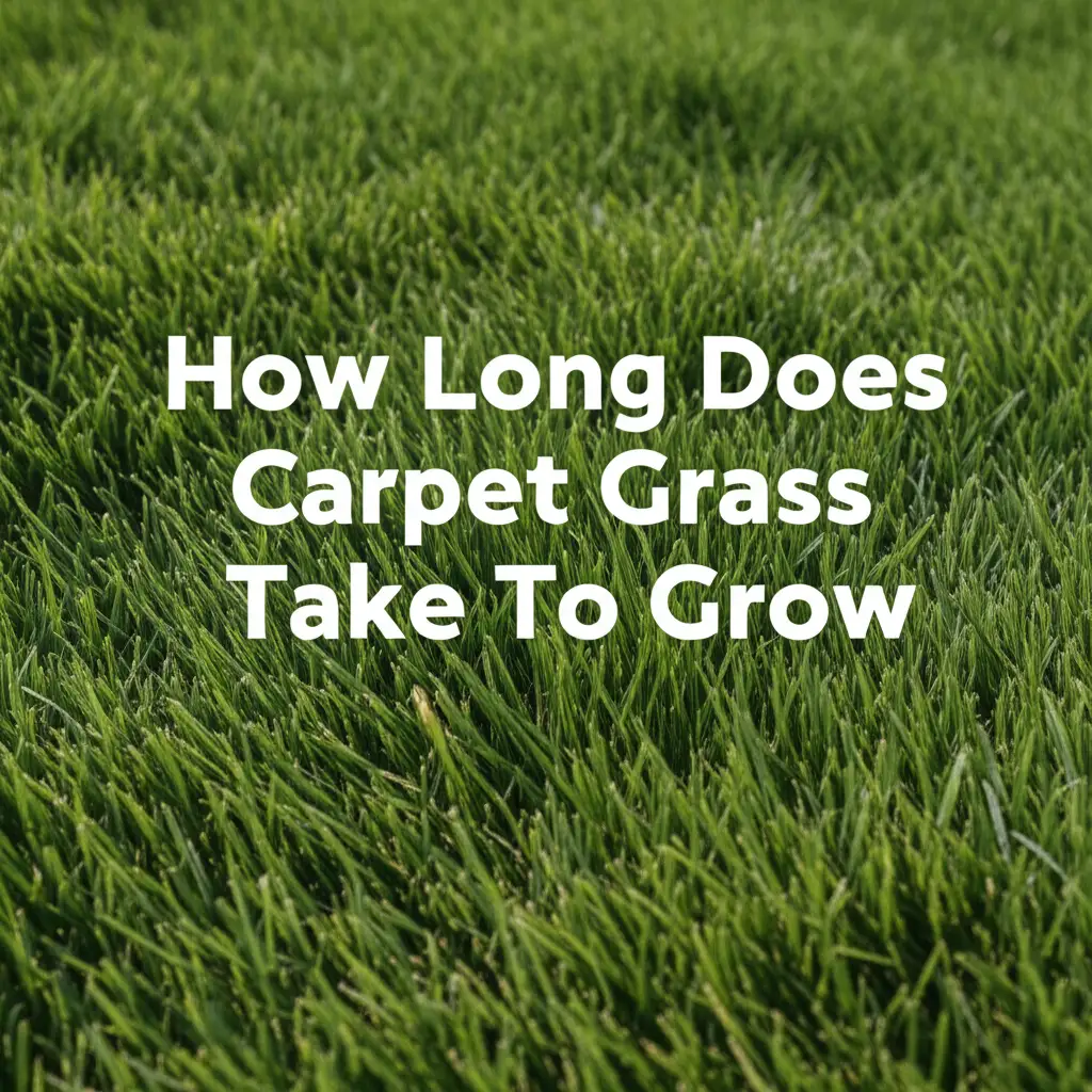 Learn how long carpet grass takes to grow from seed or sod, and key factors for fast, lush growth. Get your lawn established quickly.