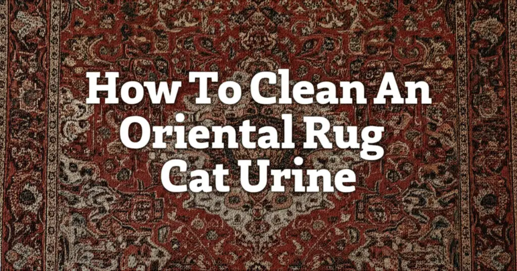 How To Clean An Oriental Rug Cat Urine